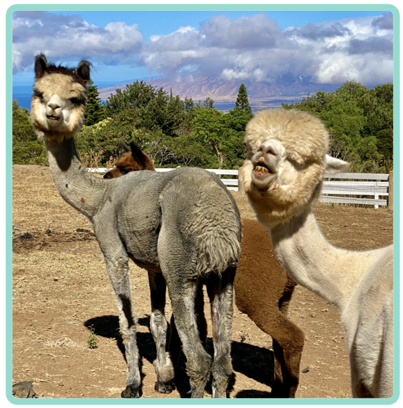 a group of sheep standing on top of a dirt field