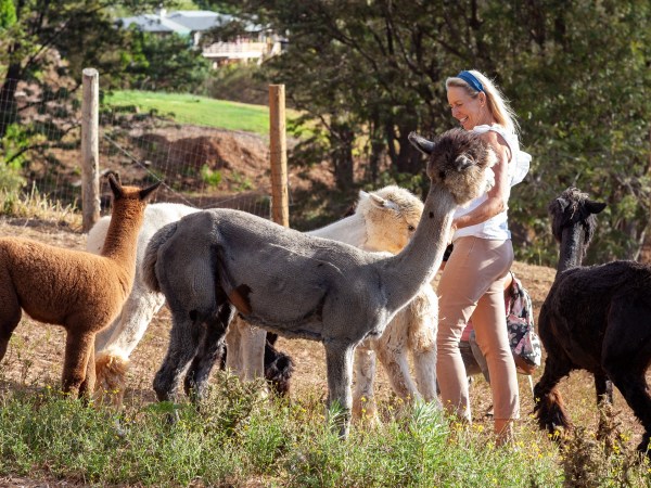 a group of sheep standing on top of a llama