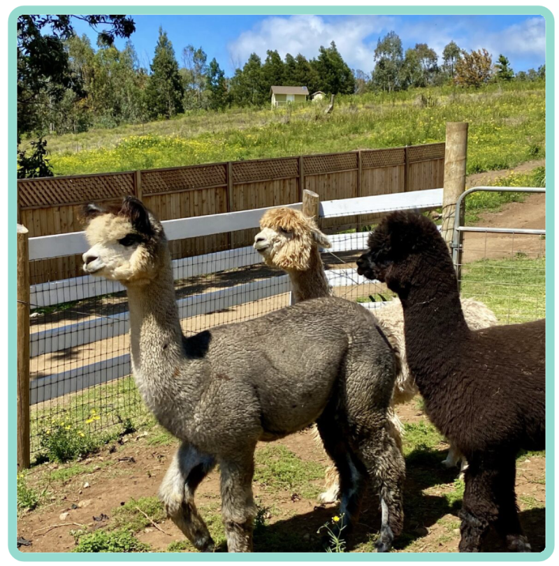 a herd of sheep standing on top of a llama