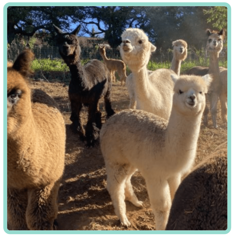 a group of sheep standing on top of a field