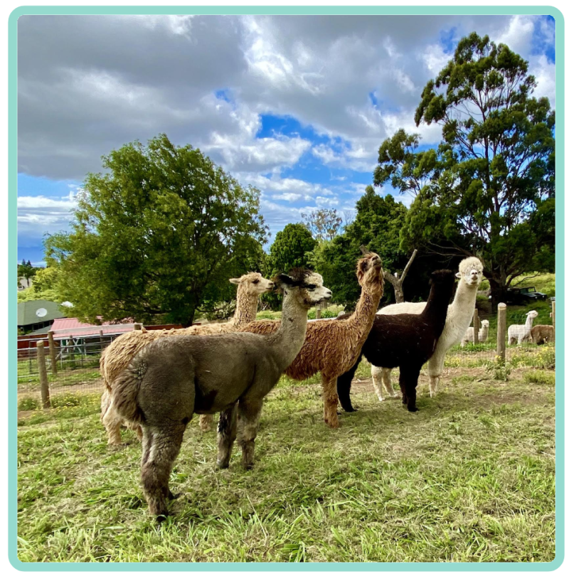 a herd of sheep standing on top of a grass covered field