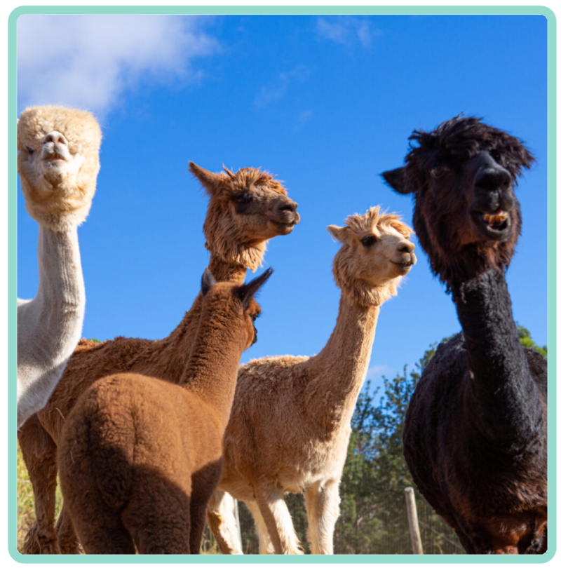 a group of sheep standing on top of a field