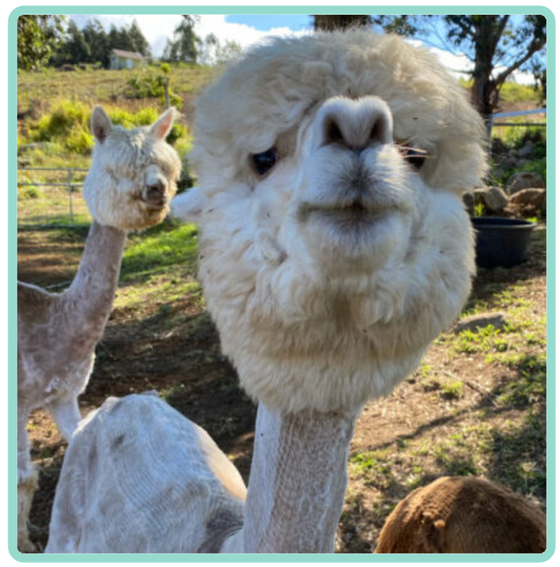a group of sheep standing on top of a grass covered field