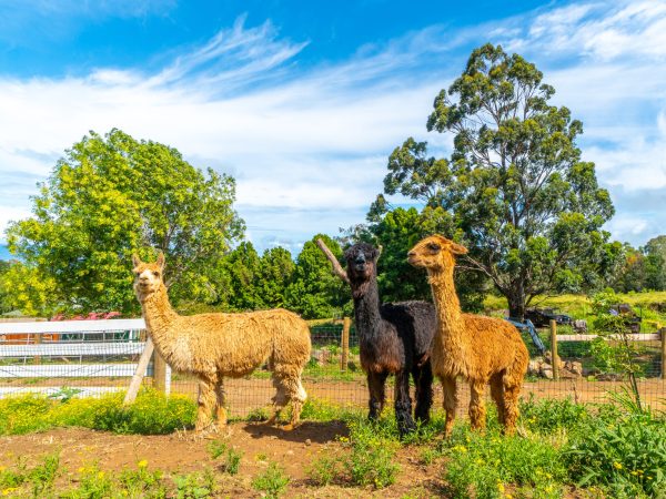 a herd of sheep standing on top of a grass covered field