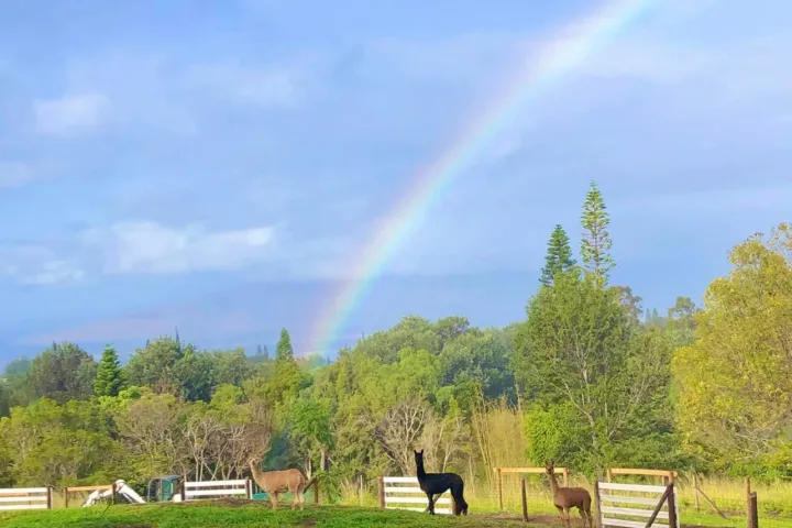 a rainbow over a field