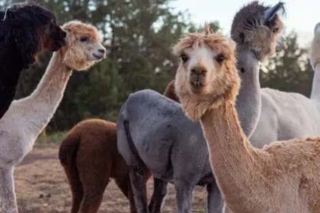 a group of sheep standing on top of a llama