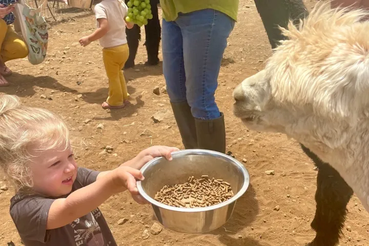 a woman petting a sheep in a bowl