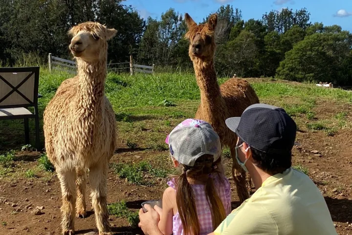 a person standing in front of a llama