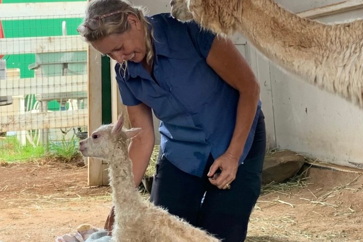 a man petting a goat