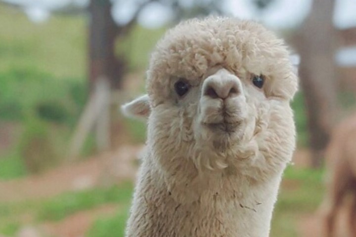 a close up of a llama