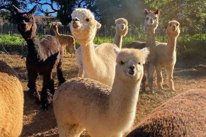 a group of sheep standing on top of a llama