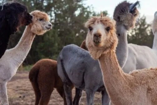 a herd of sheep standing on top of a llama