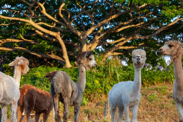 a group of sheep standing on top of a grass covered field