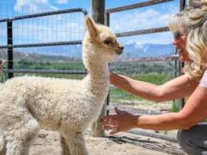 a person petting a sheep