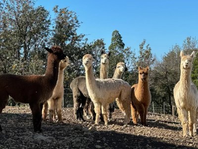 a herd of sheep standing on top of a dry grass field