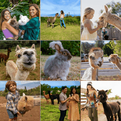 Collage of people with alpacas and a rabbit in outdoor settings.