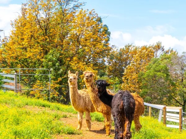 Three alpacas standing on a grassy path with trees in the background.