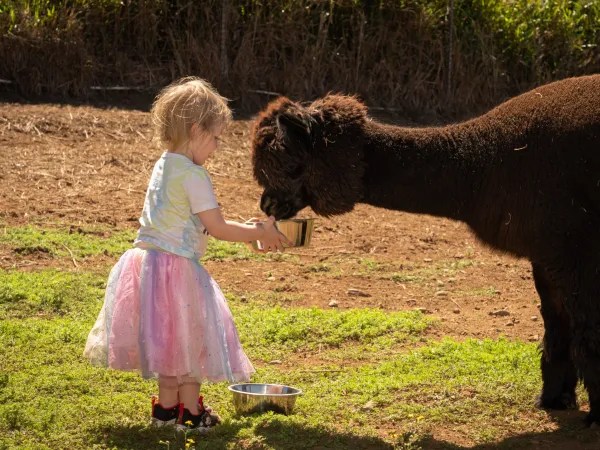 Child in tutu feeding an alpaca from a bowl on grass.
