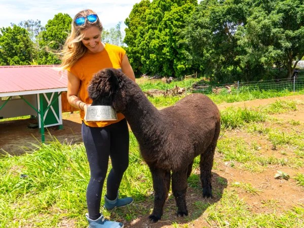 Woman feeding a black alpaca outdoors on a sunny day.