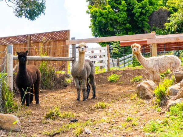 Three alpacas standing on a dirt path with trees and fence in background.