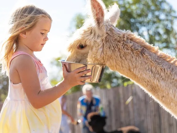 Child feeding an alpaca from a bowl outdoors.
